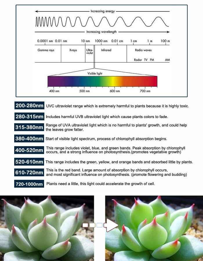 24 LEDs Greenhouse Light Aquarium Light