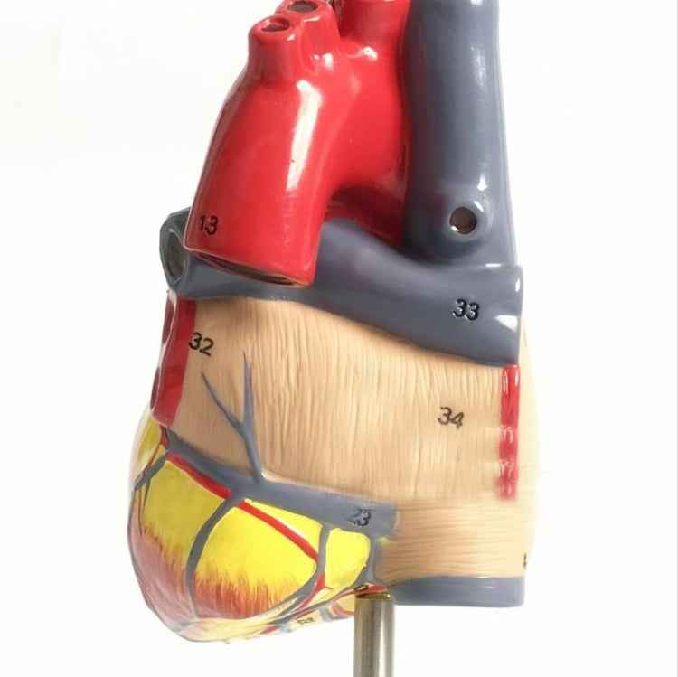 1: 1 Human Heart anatomical Model Medical Cardiology Heart anatomy teaching model with number mark