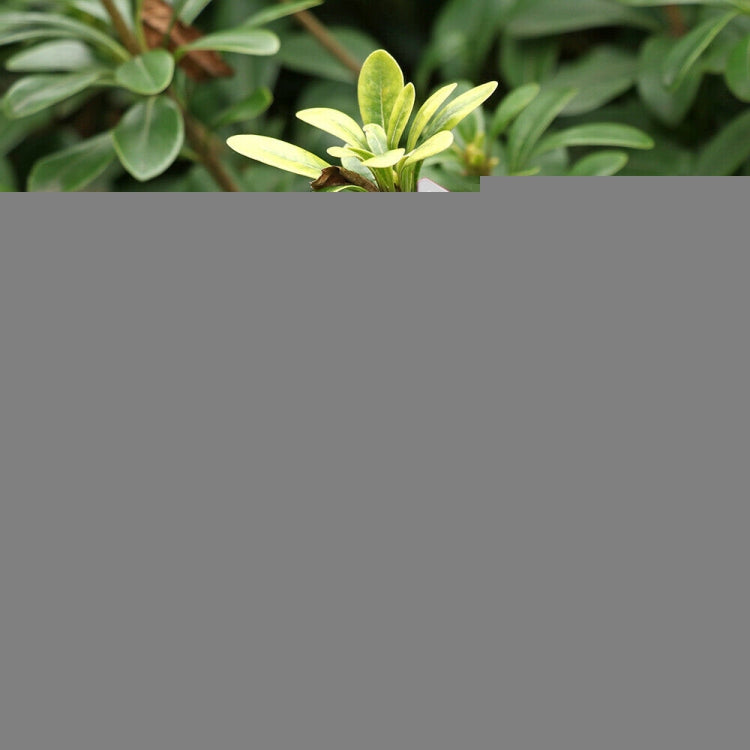 100 PCS Gardening Plant Sapling Seed Hanging Tree Label, Plant Label 5 White, Plant Label 5 Pink, Plant Label 5 Yellow, Plant Label 5 Green, Plant Label 5 Blue, Plant Label 5 Red