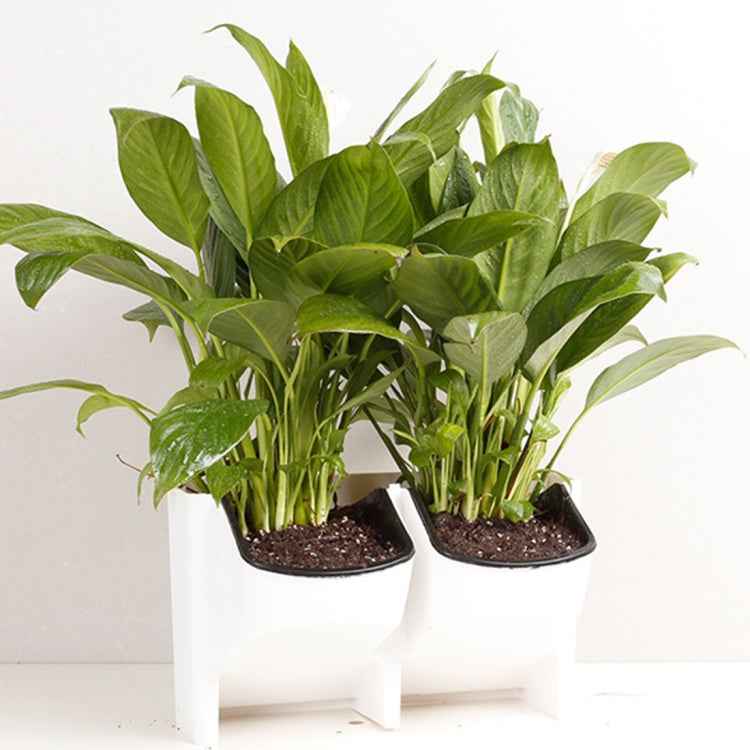 Plant Wall Vertical Indoor and Outdoor Balcony Wall-mounted Flower Pots Creative Combination of Resin Plastic Flower Pots with Removable Pot
