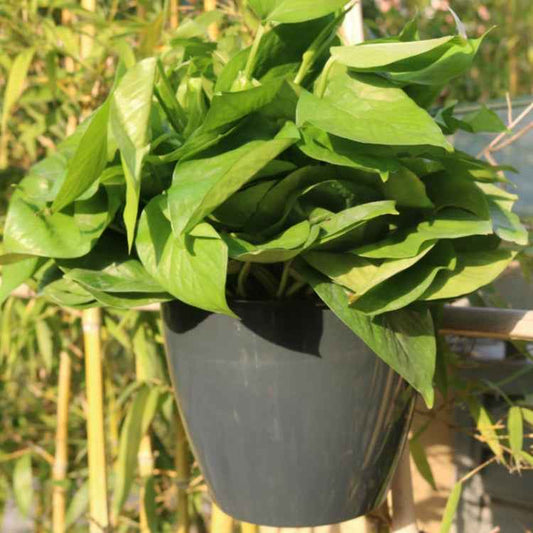 Self-Watering Planter Grow Plants Lazy Flower Pots Wall-hanging Round Resin Plastic Flower Pots, Size: 18x12.5x16cm