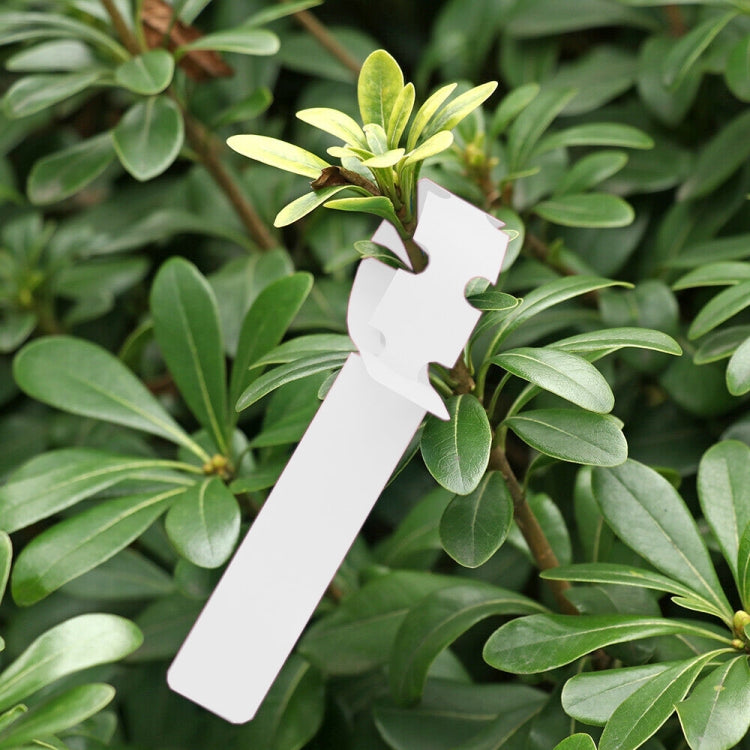 100 PCS Gardening Plant Sapling Seed Hanging Tree Label, Plant Label 5 White, Plant Label 5 Pink, Plant Label 5 Yellow, Plant Label 5 Green, Plant Label 5 Blue, Plant Label 5 Red