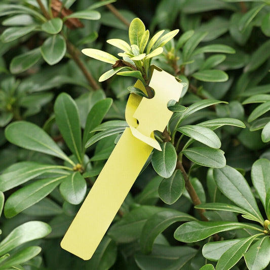 100 PCS Gardening Plant Sapling Seed Hanging Tree Label, Plant Label 5 Yellow, Plant Label 5 Green, Plant Label 5 Blue, Plant Label 5 Red, Plant Label 5 White, Plant Label 5 Pink