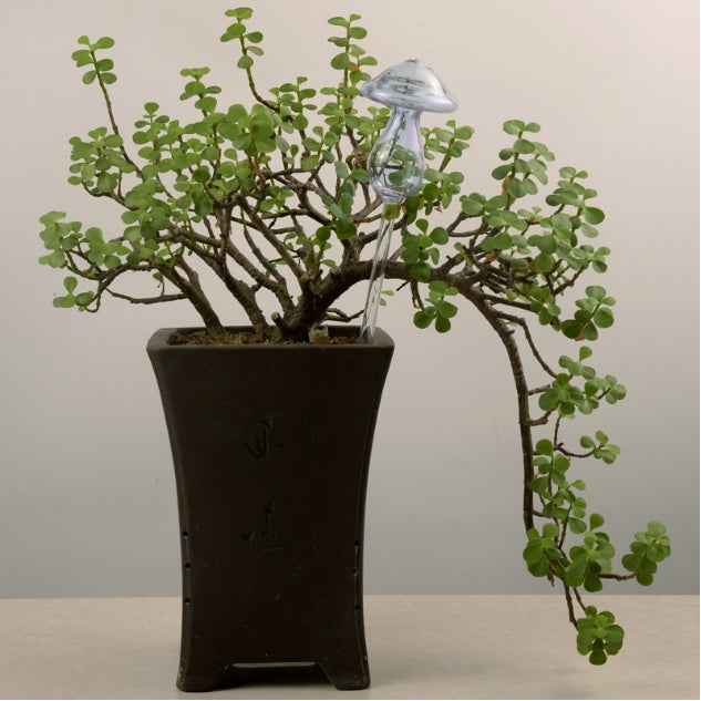 Mushroom Shape House Plants Flowers Water Feeder Automatic Self Watering Clear Glass Devices